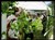 th, BG 2019-20, Midsommarafton 21 juni, 18.jpg
